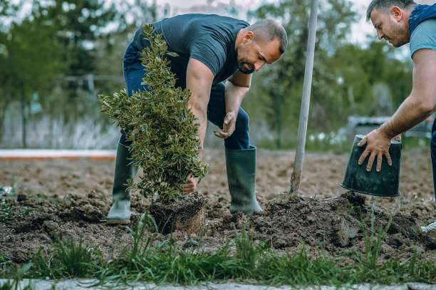 Trusted Parklawn, CA Tree Removal Experts