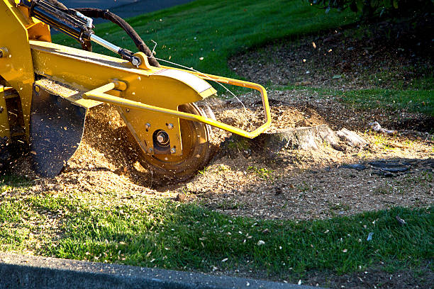 Best Artificial Turf Installation  in Parklawn, CA